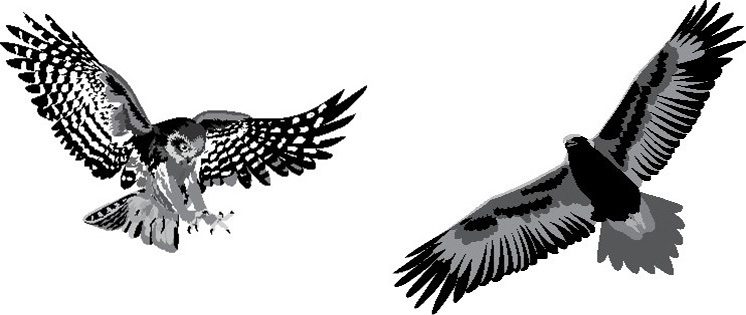 BirdLife Australia Raptor Group
