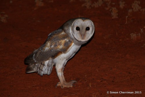 23729307223_668e13d695_o