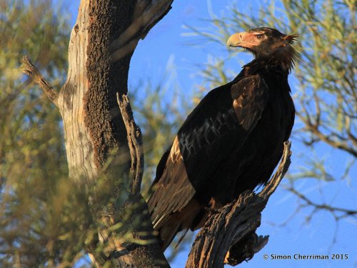 24029353300_d5b578e5e1_b