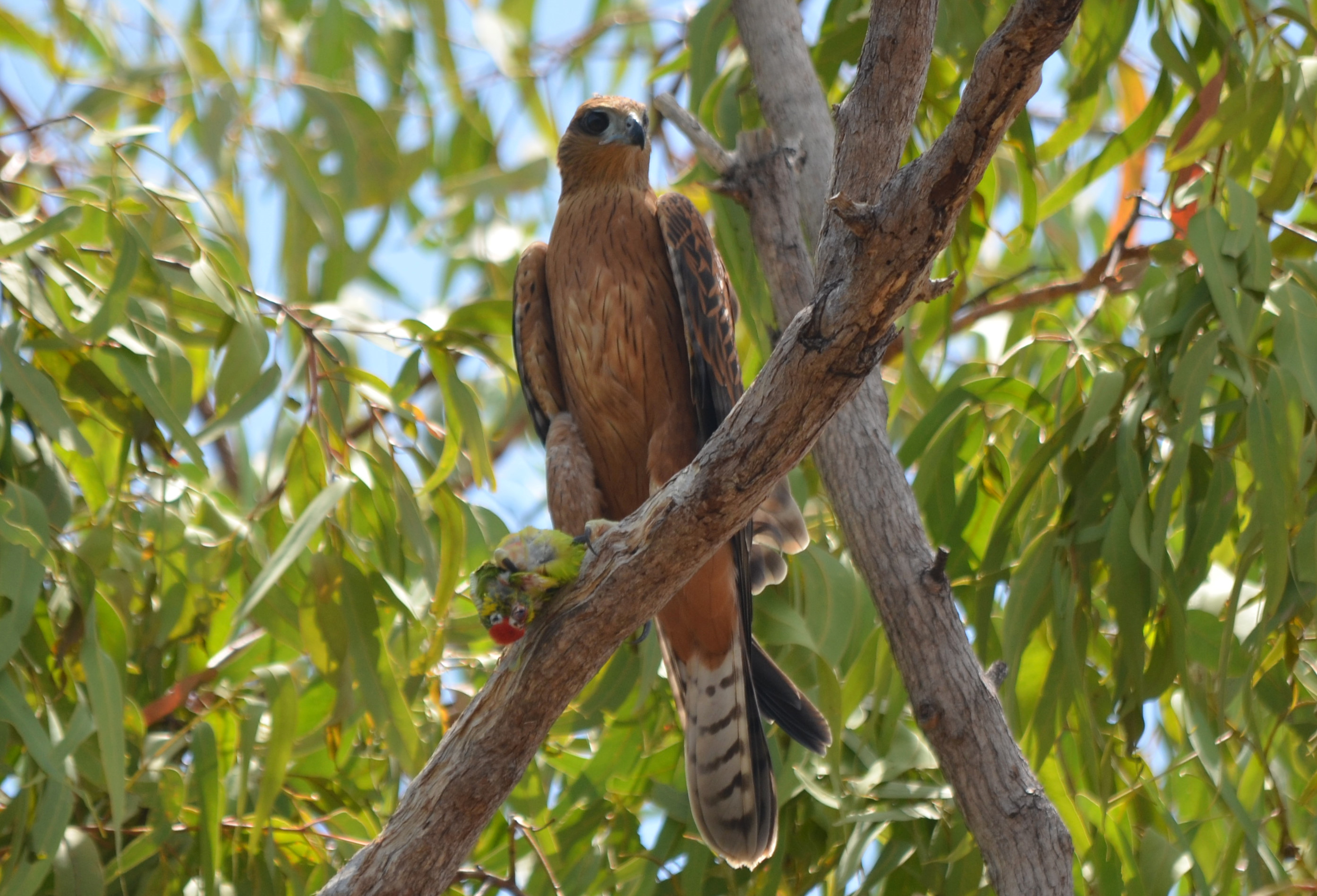 BARG_Red Goshawk (1)