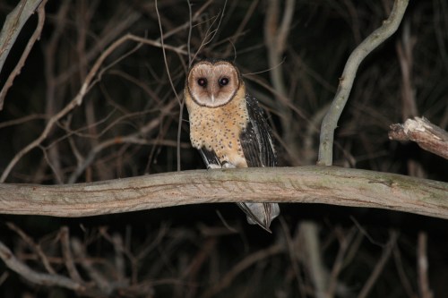 Masked Owl (female)