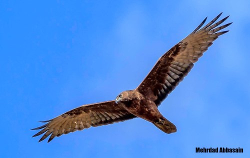 Mehrdad Abbasain photo (3)