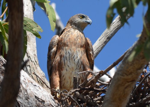Red Goshawk female (1)