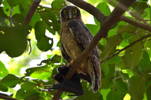 Rufous Owl January 26 (1)