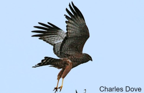 Spotted-Harrier - Copy (1)