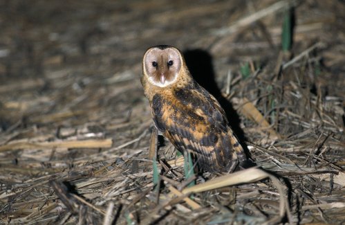 GrassOwl5