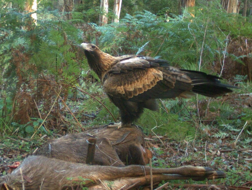 2. Carcass scavenging B